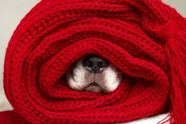Wet black dog nose in a red scarf. The concept of heating a house in cold winter.