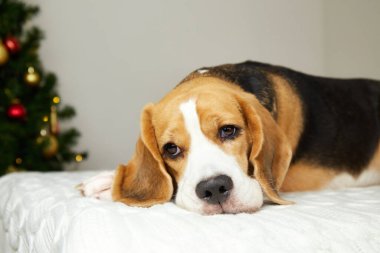 Köpek Noel ağacının yanındaki yatakta yatıyor..