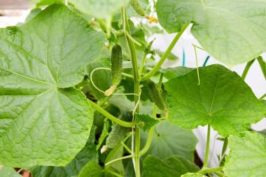 Sebze yetiştirmek için organik. Genç yeşil salatalıklar bir serada yetişir.. 