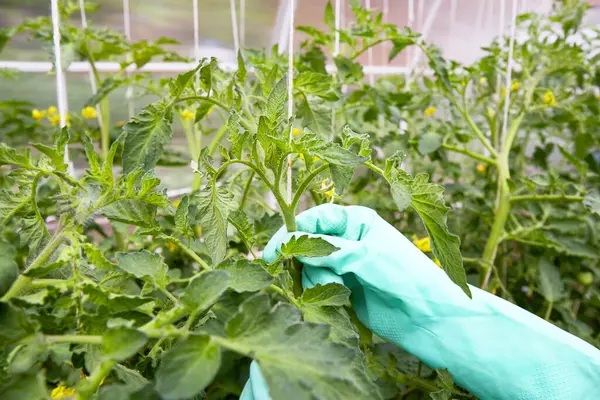 Formation of bushes of flowering tomato plants, removal of lateral shoots of the plant to increase the harvest of tomatoes.