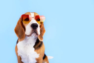 Mavi arka planda güneş gözlüklü sevimli bir av köpeği. Boşluğu kopyala.