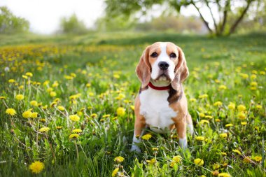 Bir av köpeği, yaz otlağında yeşil çimlerde karahindiba ile oturur.. 