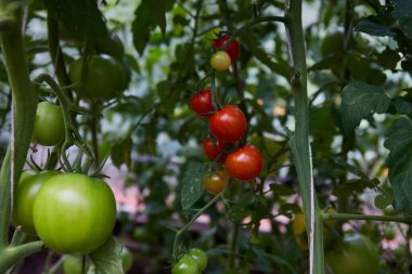 Çalılar dolusu yeşil ve olgun domatesler. Ev serasında organik domates yetiştirmek. Sağlıklı yemek..
