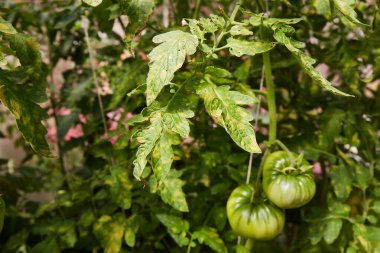 Affected tomato leaves. Fungal disease on leaves, plant diseases.  clipart