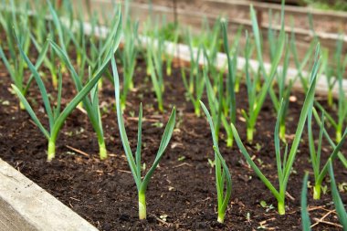 Bir yatak dolusu taze sarımsak. Organik sebze bahçesi. Tarım ve doğa koruma kavramı. 