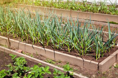 Organik sebze bahçesi. Sarımsak, çilek ve diğer sebze ve böğürtlenlerden oluşan bir yatak. Tarım ve doğa koruma kavramı.