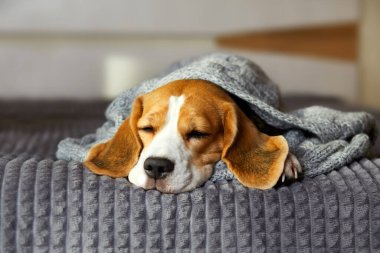 Bir av köpeği gri örgü battaniyenin altında yatar..