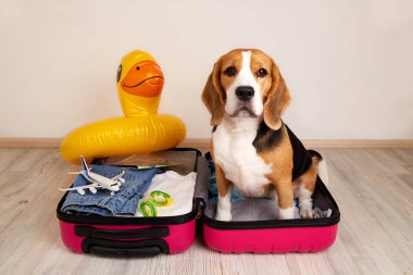 Bir av köpeği yaz tatili için bir bavulda bir şeyler ve aksesuarlarla oturur.. 
