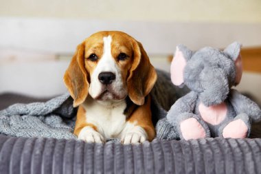 Gri örgü battaniyenin altında yumuşak tüylü fil oyuncağının yanında bir av köpeği yatıyor..