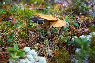 Russula mantarları ormanda yetişir.. 