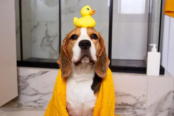 Banyo yaptıktan sonra sarı havluyla gezen bir av köpeği. Kafasında ördek yavrusu oyuncağı var. Modern bir tuvaletin içi. Hayvan bakımı kavramı.