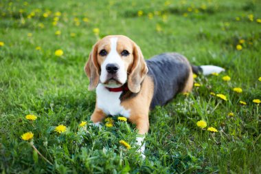 A beagle dog lies on the green grass in a summer meadow with dandelions. clipart