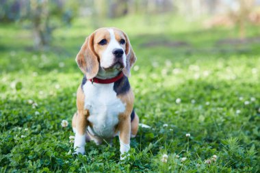 Yeşil çimlerin üzerinde bir av köpeği portresi.