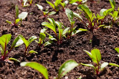 Toprakta taze pancar filizleri yetişiyor. Organik sebze bahçesi. Seçici odak