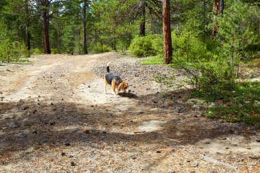 Beagle dog in a sunny summer forest. Beagle demonstrates its natural hunting instincts and keen sense of smell. clipart