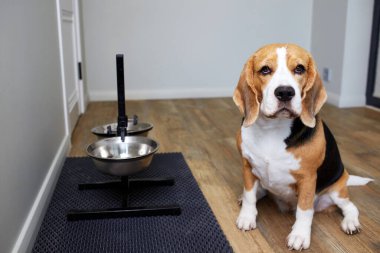 Bir av köpeği yemek kaselerinin yanında oturup beslenmeyi bekler..