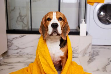 Banyo yaptıktan sonra sarı havluyla gezen ıslak bir av köpeği. Modern bir tuvaletin içi. Hayvan bakımı kavramı.