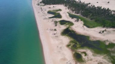 Yazın havadan kumlu göl plajı. Vahşi yaşam, sahildeki çam ağaçları. 