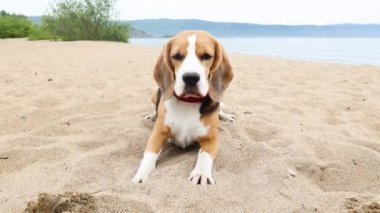 Tatlı av köpeği kumlu bir sahilde yatıyor. Denizde yaz tatili. 