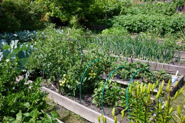 Organik bahçe: domatesli, soğanlı, lahanalı ve diğer sebzeli ve böğürtlenli yataklar.