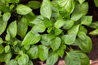 Genç yeşil dolmalık biberler toprakta yetişir. Organik sebze bahçesi.