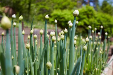 Taze taze soğanlı bir yatak. Organik sebze bahçesi. Tarım ve doğa koruma kavramı.