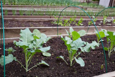 Genç lahanalarla dolu bir yatak. Yeşil yapraklar. Organik gıda üretimi. Bahçıvanlık, tarım. Yüksek kalite fotoğraf