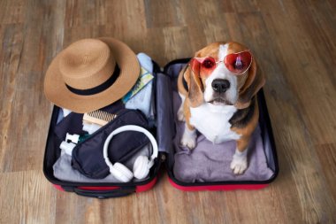 Denizde bir yaz tatili için bavulun üzerinde bir av köpeği. Seyahat konsepti. Üst görünüm.