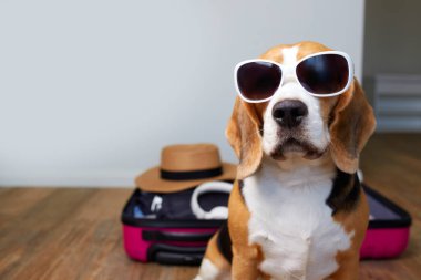 Güneş gözlüğü takmış bir av köpeği. İçinde de yaz tatili için bir şeyler var. Seyahat kavramı.