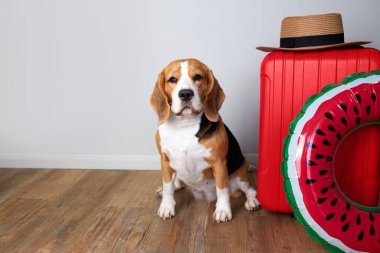 Bir av köpeği, içinde bir şeyler olan bir bavulun içinde oturur ve yaz tatili için yüzen şişme bir daire. Seyahat kavramı.