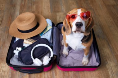 Güneş gözlüğü takan av köpeği, içinde bir şeyler olan bir bavulun içinde oturur ve yaz tatili için yüzen şişme bir daire çizer. Seyahat kavramı.
