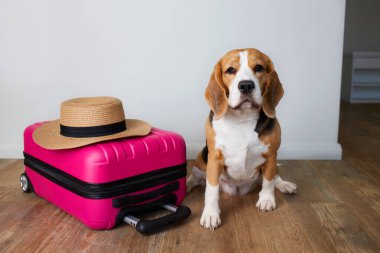 Bir av köpeği bavulun yanında oturuyor. Seyahat kavramı, denizde yaz tatili.