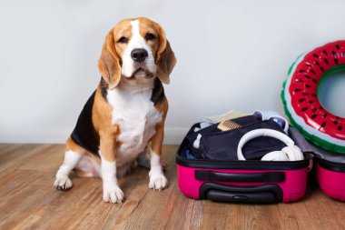 Av köpeği, içinde bir şeyler olan bir bavulun içinde oturur ve yaz tatili için yüzen şişme bir daire çizer. Seyahat kavramı.