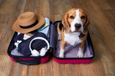 Beagle Dog, içinde yaz tatili için gerekli şeyler olan bir bavulun içinde oturur. Seyahat kavramı.