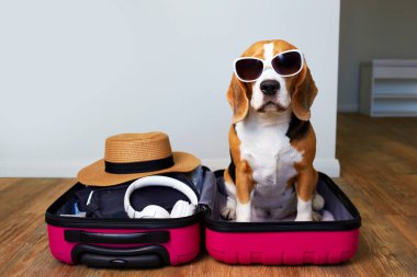 Güneş gözlüğü takan av köpeği yaz tatili için bir bavulun içinde duruyor. Seyahat kavramı.