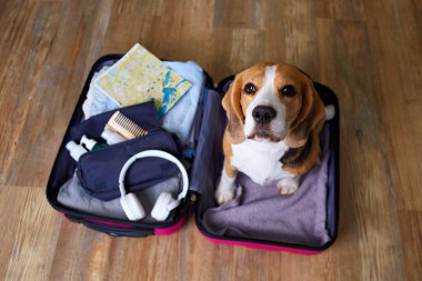 Bir av köpeği, içinde yaz tatili için gerekli şeyler olan bir bavulun içinde oturur. Seyahat kavramı. Üst görünüm