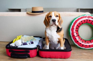 Denizde bir yaz tatili için bavulun başında bir av köpeği. Yatak odasının içi. Seyahat kavramı