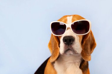 Mavi izole edilmiş arka planda güneş gözlüğü takan av köpeği. Yaz tatili kavramı, yaz satışları. Yakın plan.