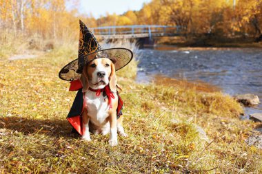 Bir evcil hayvanla Cadılar Bayramı tebrik kartı. Cadı kostümlü bir av köpeği, sonbahar manzarası olan nehrin yanındaki kuru çimenlerde oturur..