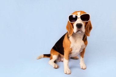 Mavi izole edilmiş arka planda güneş gözlüğü takan bir av köpeği. Yaz tatili konsepti, yaz satışları. Boşluğu kopyala.