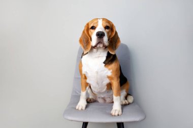 Apartmanda gri bir sandalyede oturan bir av köpeği kameraya bakıyor. Yakın plan..