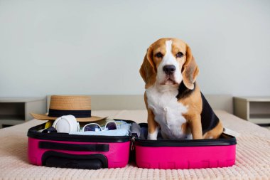 Yaz tatili için bavulda eşyalar taşıyan bir av köpeği. Seyahat kavramı.