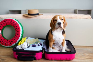 Bir av köpeği, içinde bir şeyler olan bir bavulun içinde oturur ve yaz tatili için yüzen şişme bir daire. Seyahat kavramı.