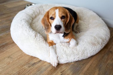 Beagle köpeği köpek yatağında yatıyor.. 