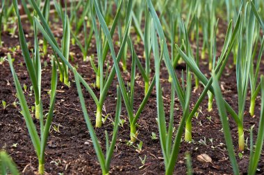 Genç sarımsak filizleri. Organik sebze bahçesi.