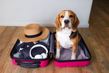Bir av köpeği, içinde yaz tatili için gerekli şeyler olan bir bavulun içinde oturur. Seyahat kavramı.