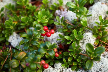 Kızıl yaban mersinleri ormanda yosunların arasında yetişir. Yakın plan. Doğal arkaplan