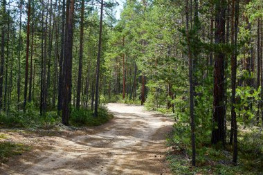 Bir yaz gününde çam ormanında bir köy yolu.