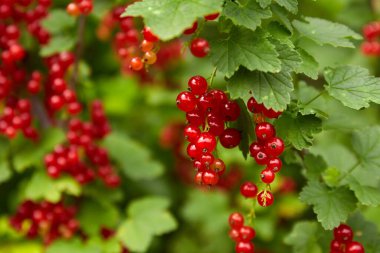 Bahçedeki bir dalda olgun kırmızı frenk üzümü.