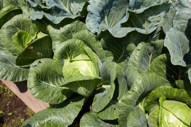 Beyaz lahanalı yataklar. Organik sebze bahçesi, sebze toplama. Üst görünüm.
